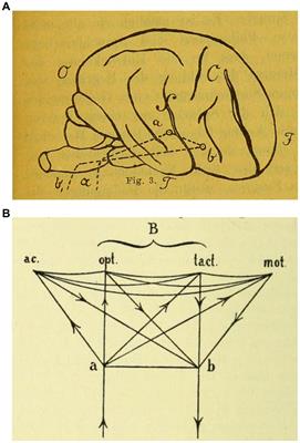 Assessing Kurt Goldstein’s lasting influence in the neuropsychology of language versus his use of aphasic symptoms as diagnostic insights into brain injuries